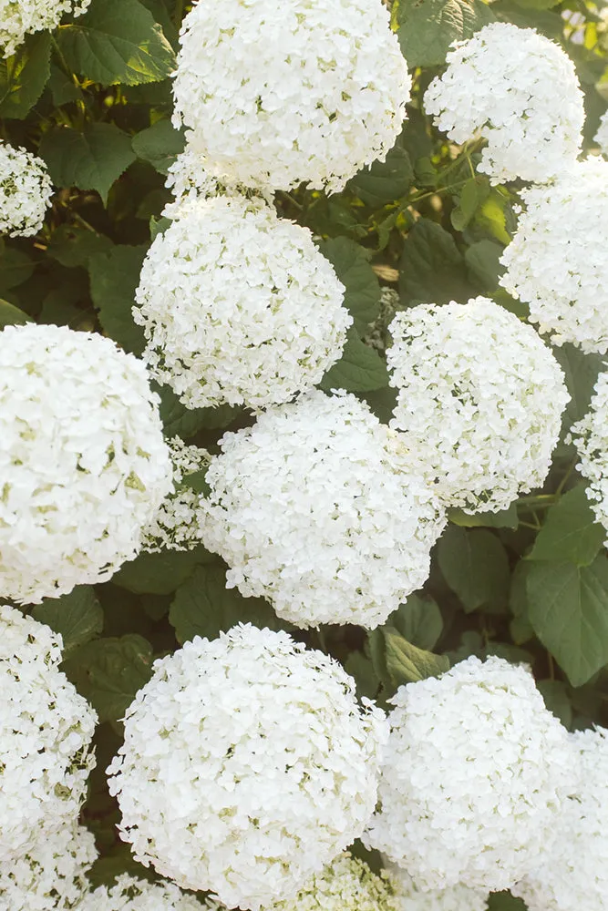 Cotton