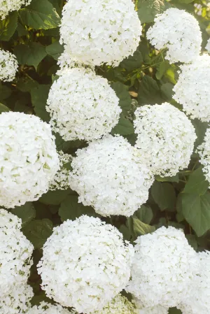 Cotton